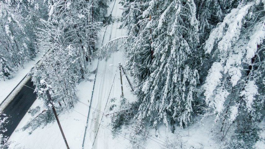 Siekiant suvaldyti gamtos stichijų įtaką, ESO siūlo platinti miškų proskynas