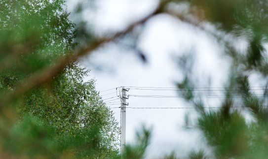 Tvarkant pavojingus medžius bus užtikrintas patikimesnis elektros energijos persiuntimas šalies...