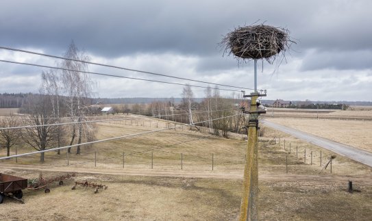 ESO rūpinasi, kad grįžtantys gandrai parskristų į saugius lizdus