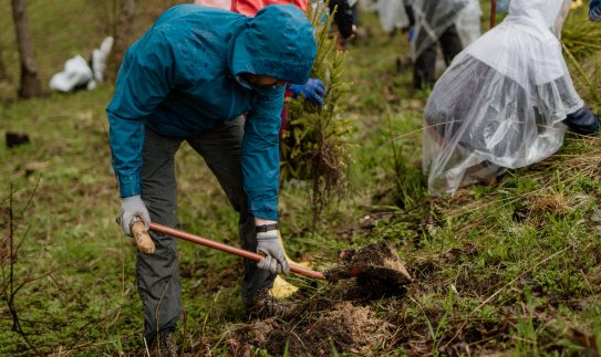 ESO darbuotojai Vingio parke pasodino kelis tūkstančius medžių