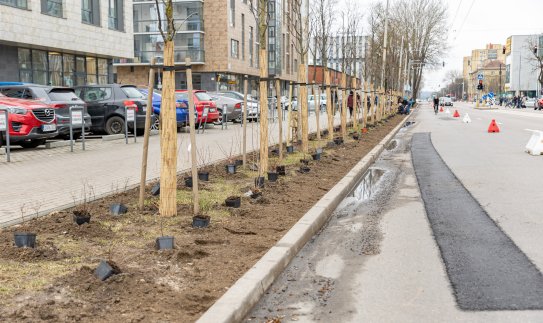 Nuo šiol medžius ir krūmus galima sodinti arčiau ESO požemių elektros linijų