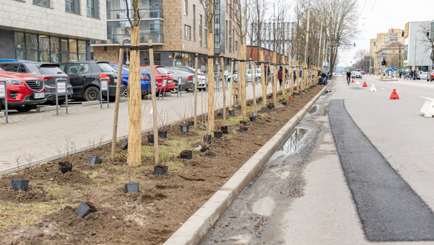 Nuo šiol medžius ir krūmus galima sodinti arčiau ESO požemių elektros linijų