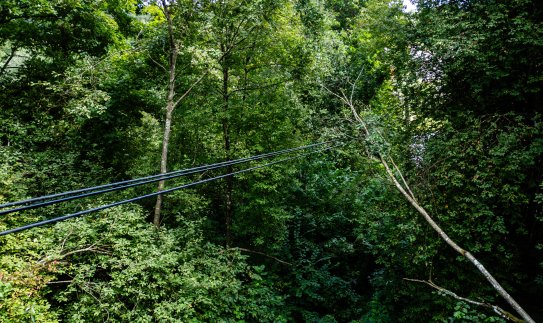 ESO siūlo platinti elektros linijų proskynas ir finansuoti savivaldos atliekamą medžių genėjimą