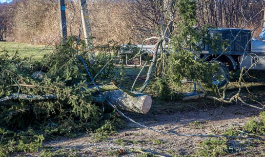 Stipraus vėjo verčiami medžiai laidus nutraukė tūkstantyje šalies vietų, pažeidimus tvarko per...