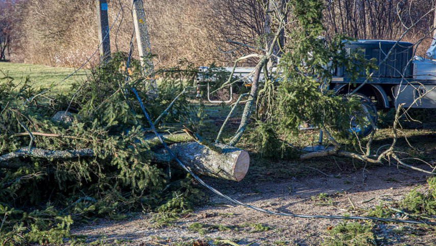 Stipraus vėjo verčiami medžiai laidus nutraukė tūkstantyje šalies vietų, pažeidimus tvarko per...
